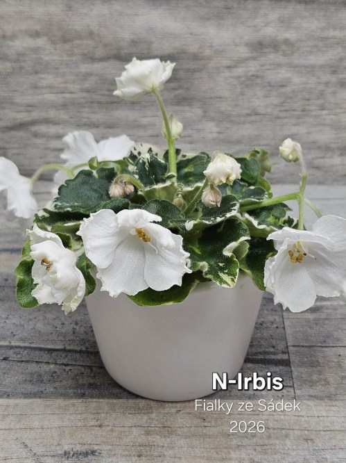 N-Irbis